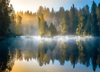 Утренний Сосновый лес - фото и картинки: 29 штук