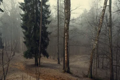 Утренний лес - 66 фото