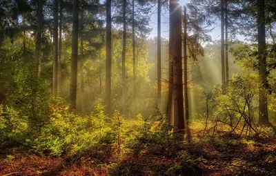 Фотообои Туманное утро в лесу №45826 - цена, фото, отзывы | АВС-Decor