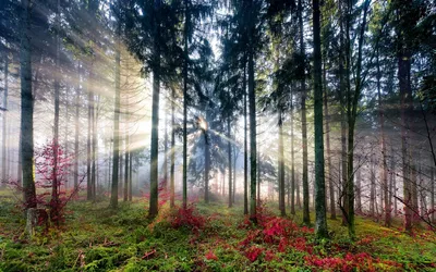 Фотообои Туманный лес утром Nru33150 купить на заказ в интернет-магазине