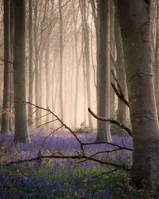 жуткий лес искривленные деревья утренний туман и ощущение мистики в 3d  рендеринге, сказочный лес, волшебный лес, Волшебная страна фон картинки и  Фото для бесплатной загрузки