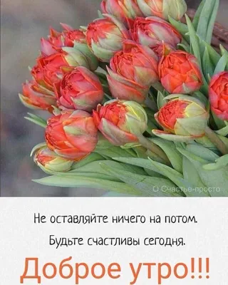 Фото Сычева Любовь в Instagram • 26 марта 2021 г. в 9:26 | Beautiful  flowers, Flowers, Instagram posts