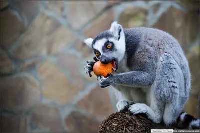 A RING-TAILED LEMUR: A wet-nosed monkey or a feminist cat? - YouTube