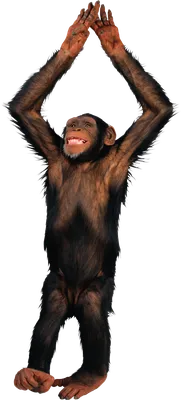 Фото обезьяны на прозрачном фоне, формат PNG at Печать на футболках,  шелкография, тампопечать, тиснение, печать на пакетах - пакеты с логотипом..