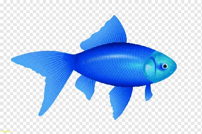 Рыба, Рыбалка, синий, формат файла изображения, морепродукты png | PNGWing