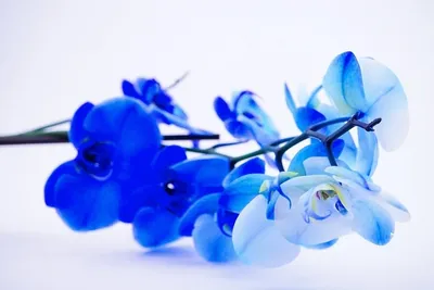 Нежно голубой президиум | Blue wedding decorations, Blue themed wedding,  Beautiful wedding decorations