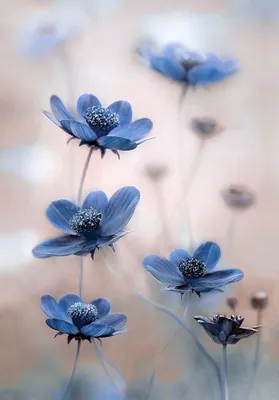 Интерьер в голубом цвете, фото – Rehouz