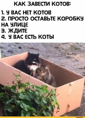 КАК ЗАВЕСТИ КОТОВ: 1. а ВАС НЕТ КОТОВ 2. ПРОСТО ОСТАВЬТЕ коровка НА аЛИЦЕ  3. ЖДИТЕ а. а вас ест / текст на белом фоне :: котэ (прикольные картинки с  кошками) /