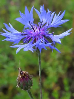 Василёк луговой (Centaurea jacea)