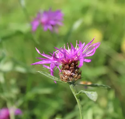 📷 Василек луговой, Centaurea jacea L.