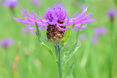 Василёк луговой (Centaurea jacea)