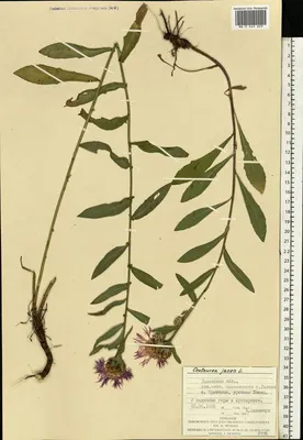 Василек луговой, Centaurea jacea