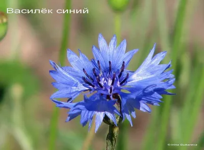 Васильки синие и разные | Куршская Коса - национальный парк