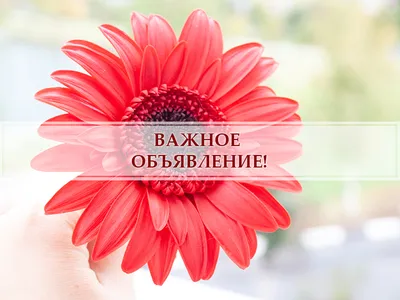 Важное объявление | Saison Romantique - цветы ручной работы