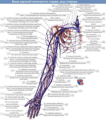 Анатомия: Вены верхней конечности. Поверхностные (подкожные) и глубокие вены  руки
