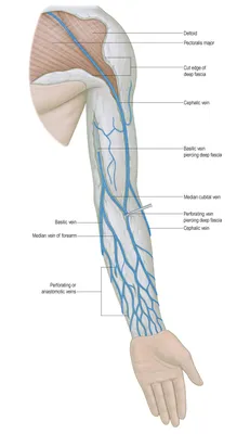 Атлас анатомии человека. Система верхней полой вены