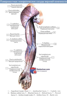 Анатомия: Лимфатические узлы и сосуды верхней конечности (руки).  Топография, строение, расположение лимфатических узлов и сосудов верхней  конечности ( руки ).