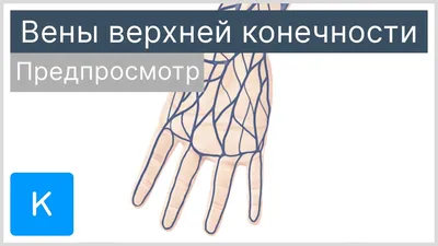 Вены верхней конечности (предпросмотр) - Анатомия человека | Kenhub -  YouTube