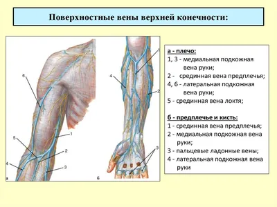 Анатомия венозной системы - презентация онлайн
