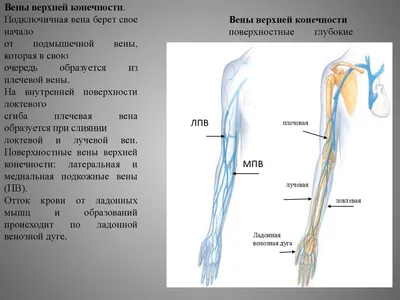 Ку 1нозные Вены Верхней Конечности — стоковая векторная графика и другие  изображения на тему XIX век - XIX век, Анатомия, Антиквариат - iStock