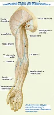 Анатомия верхней конечности | e-Anatomy