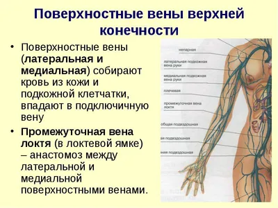 Вены верхней конечности: поверхностные и глубокие | MedOnline