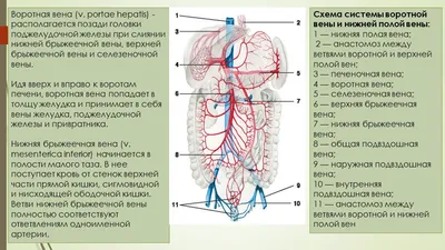 Компьютерная мультимедийная презентация к учебному занятию \"Вены большого  круга кровообращения\"