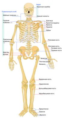 Компьютерная томография лимфоузлов шеи в Краснодаре — УРО-ПРО