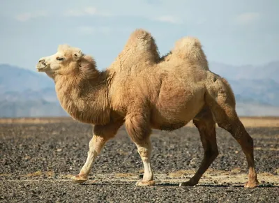 Что едят верблюды в безжизненных пустынях