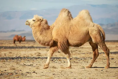 Аравийский изолированный верблюд Стоковое Фото - изображение насчитывающей  перемещение, восточно: 84753146