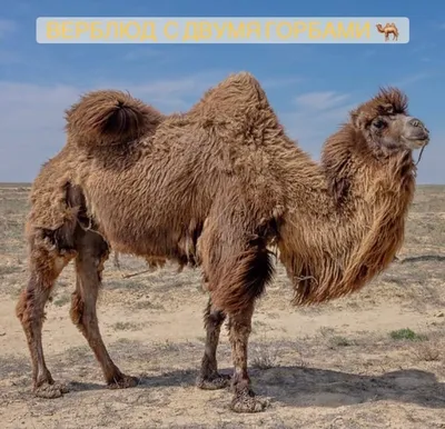 Сколько нужно денег, чтобы купить в Казахстане верблюда | EZOLOTUHIN | Дзен