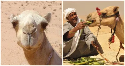 Почему миллионы людей пьют мочу верблюда - Здоровье 24
