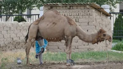 Ферма верблюдов в Татарстане