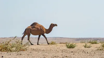 Зачем верблюд плюется | Вокруг Света