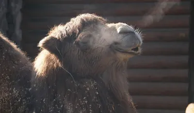 Как верблюды выживают в экстремальных условиях | Вокруг Света