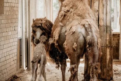 В Мангистау гвардейцы спасли тонущего в грязи верблюжонка