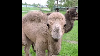 В Рижском зоопарке родился верблюжонок | Nasha