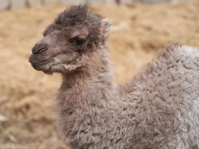 Родившегося 8 марта в алматинском зоопарке верблюжонка назвали Мейрам |  Новости