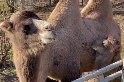 В Перми на сайте «Авито» выставили на продажу 9-месячного верблюжонка -  Лента новостей Перми