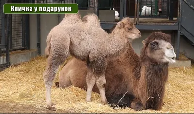 Долго лежал и ленился: В зоопарке Ростова на свет появился верблюжонок  Емеля - KP.RU