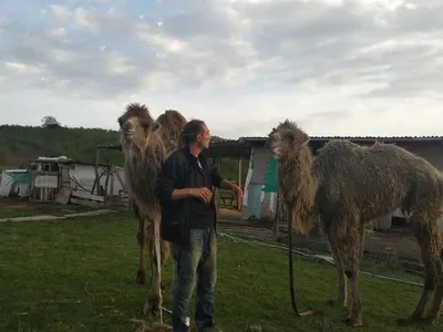 Мама его не приняла»: в новосибирском зоопарке выхаживают слабенького  верблюжонка-гуанако - KP.RU