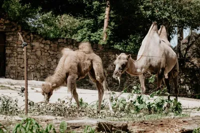 В зоопарке у семейства двугорбых верблюдов родился детеныш | muksun.fm |  Дзен