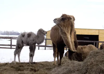 Верблюжонок впервые родился в заказнике «Горненский» | ROSTOF.RU