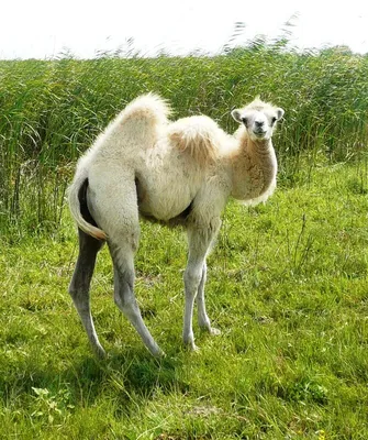 Ростовские полицейские нашли украденного из заказника верблюжонка