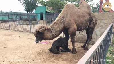 Родившегося в парке «Акбота» верблюжонка назвали Актау