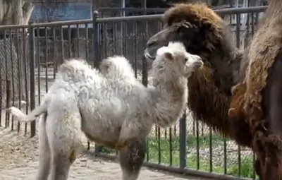 Имя для верблюжонка: Харьковский зоопарк объявил конкурс
