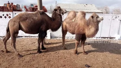 Безрукавка из шерсти верблюжонка 6017 рыжая купить в Новосибирске