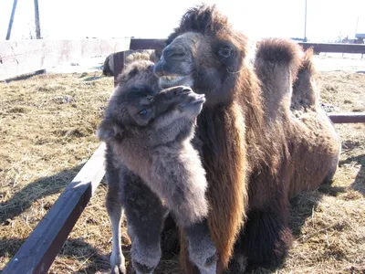 Маленького верблюжонка гуанако выхаживают в зоопарке на левом берегу |  04.11.2023 | Новосибирск - БезФормата