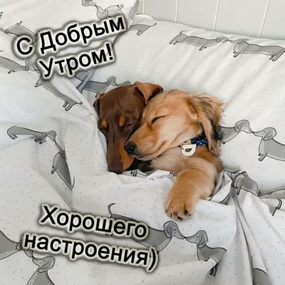 Доброе утро: веселые и красивые картинки с пожеланием хорошего утра |  Joy-Pup - всё самое интересное! | Дзен