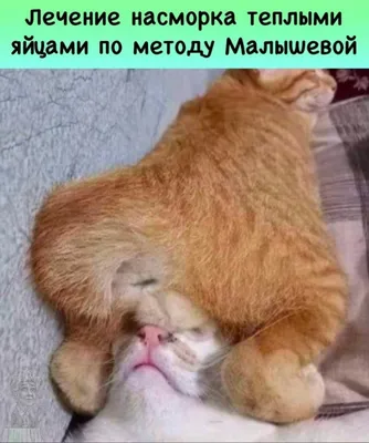 Выходные (#выходные) — лучшие анекдоты, мемы, фото-приколы на Hahata.ru